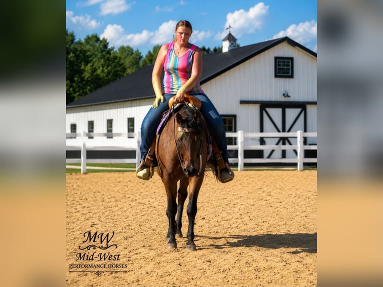 Quarter horse américain Hongre 7 Ans 157 cm Bai cerise in Saint Joe
