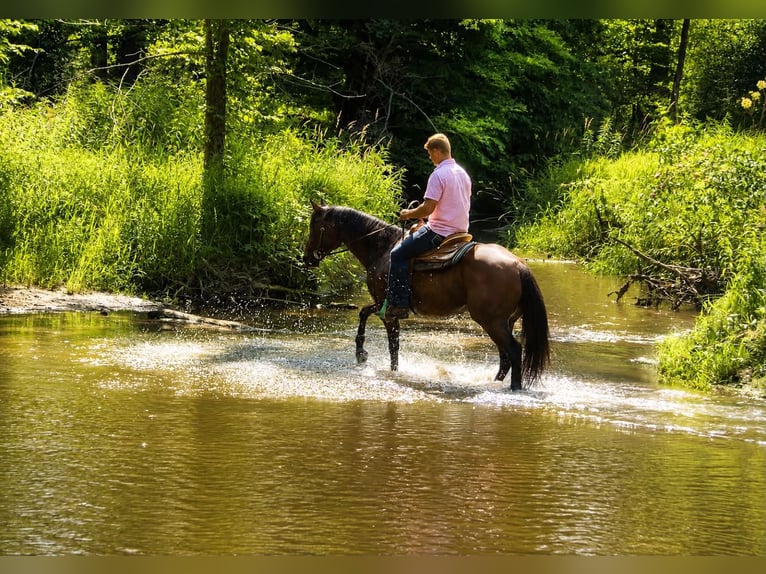 Quarter horse américain Hongre 7 Ans 157 cm Bai cerise in Saint Joe