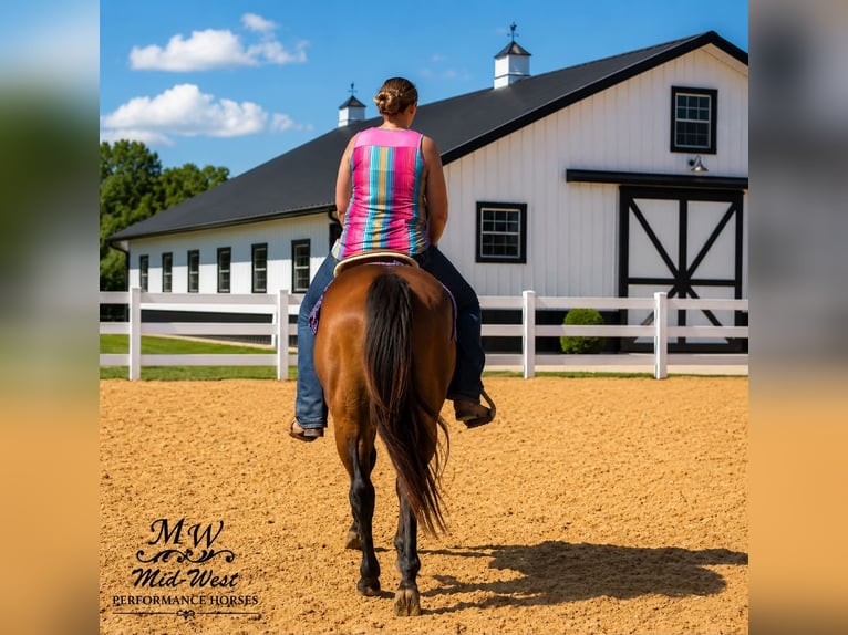 Quarter horse américain Hongre 7 Ans 157 cm Bai cerise in Saint Joe