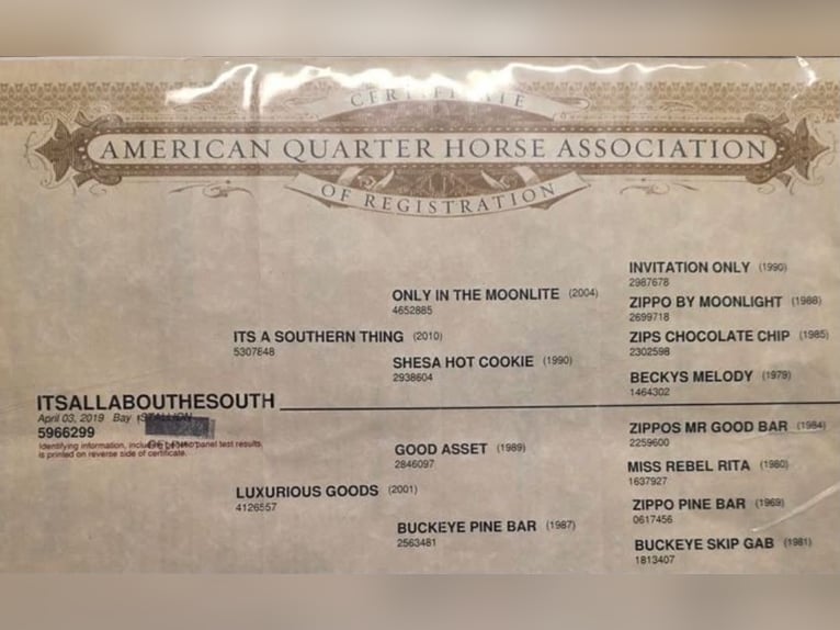 Quarter horse américain Hongre 7 Ans 157 cm Bai cerise in Saint Joe