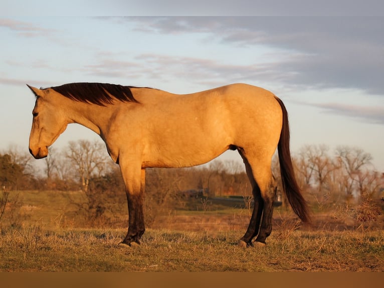 Quarter horse américain Hongre 7 Ans 157 cm Buckskin in Plano
