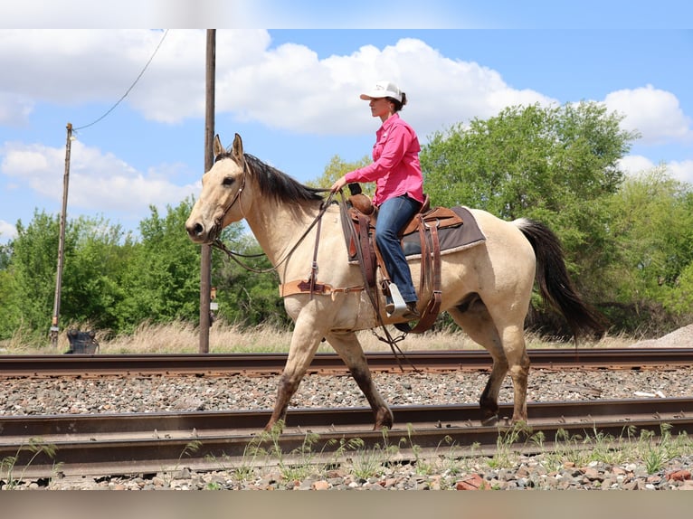 Quarter horse américain Hongre 7 Ans 157 cm Buckskin in Ripley