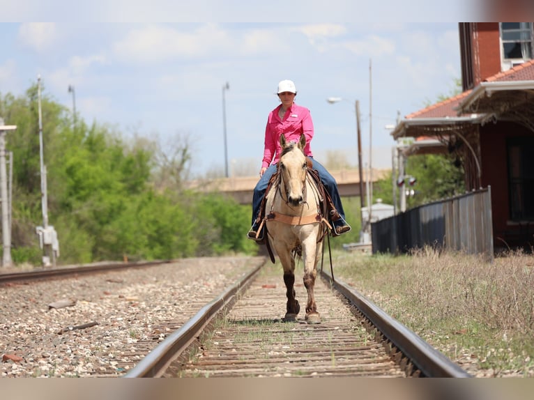 Quarter horse américain Hongre 7 Ans 157 cm Buckskin in Ripley