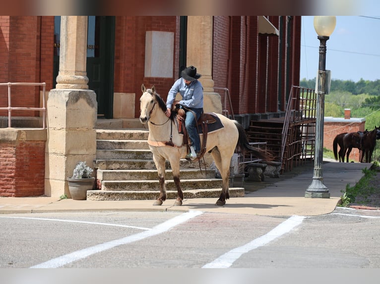 Quarter horse américain Hongre 7 Ans 157 cm Buckskin in Ripley