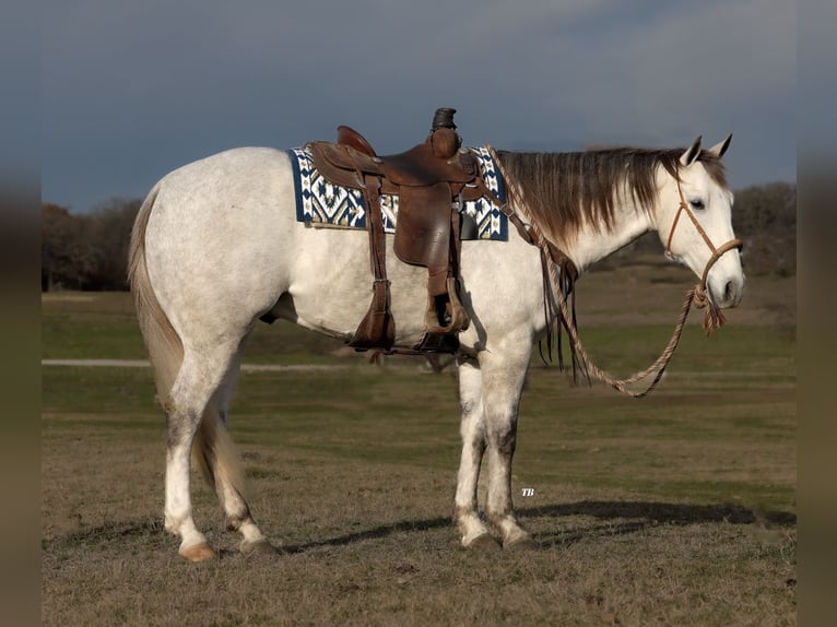 Quarter horse américain Hongre 7 Ans 157 cm Gris pommelé in Weatherford, TX