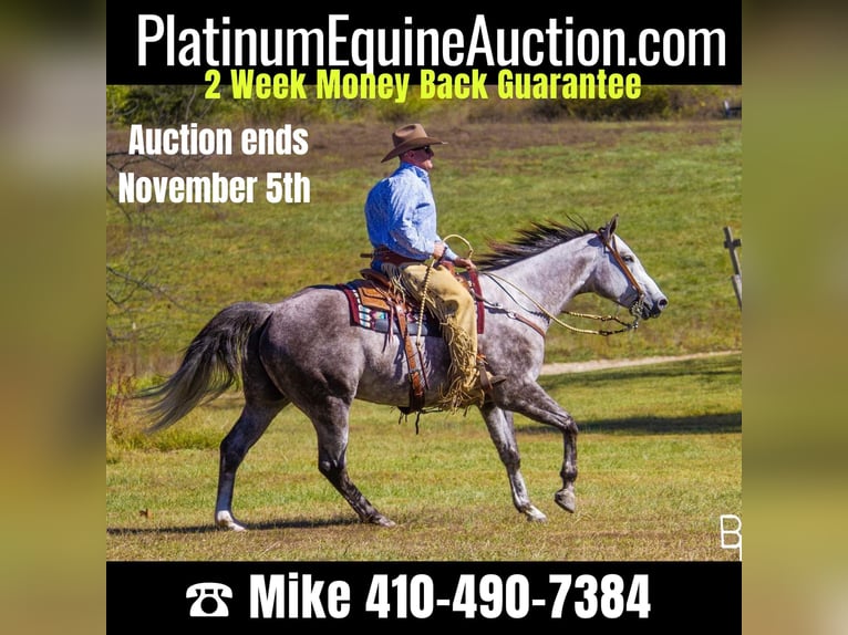 Quarter horse américain Hongre 7 Ans 157 cm Gris pommelé in Mountain Grove MO