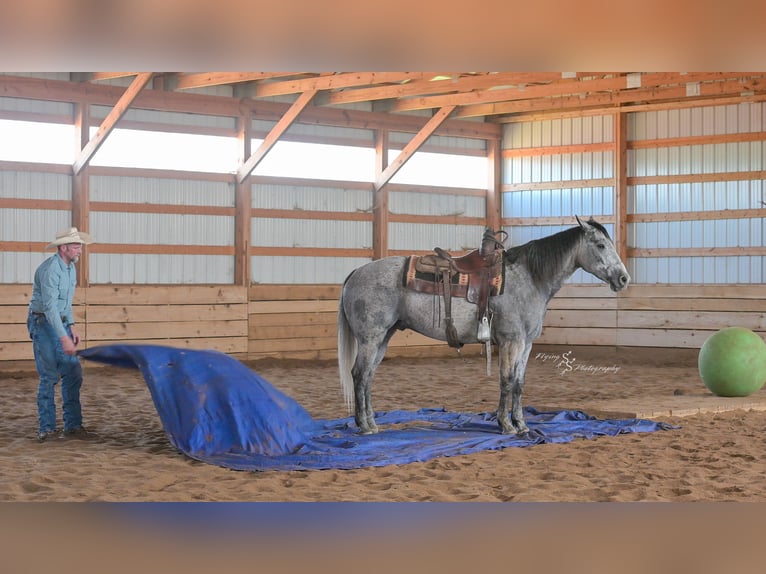 Quarter horse américain Hongre 7 Ans 157 cm Gris in Harwood