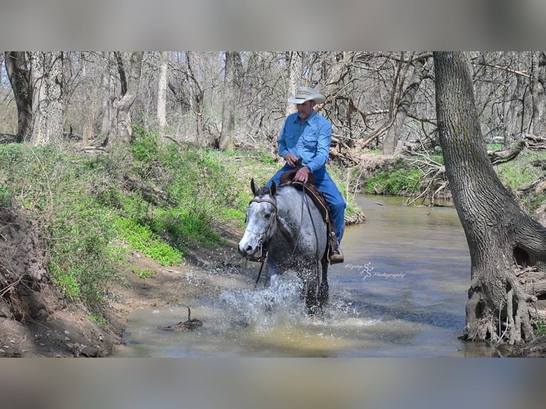 Quarter horse américain Hongre 7 Ans 157 cm Gris in Harwood