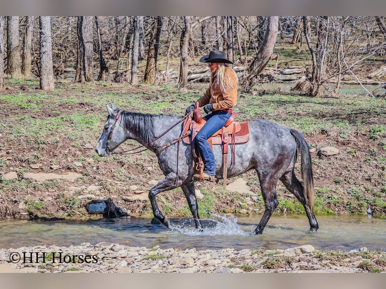 Quarter horse américain Hongre 7 Ans 157 cm Gris in Flemingsburg KY