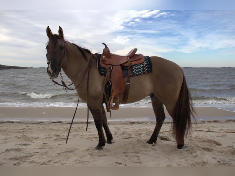 Quarter horse américain Hongre 7 Ans 157 cm Grullo in Manns Harbor