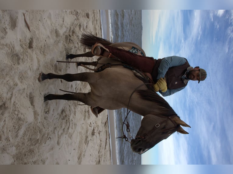 Quarter horse américain Hongre 7 Ans 157 cm Grullo in Manns Harbor