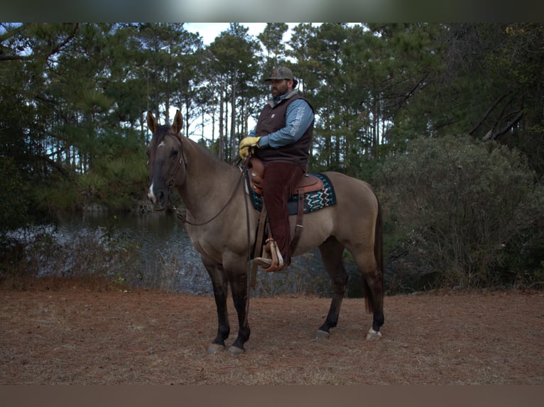 Quarter horse américain Hongre 7 Ans 157 cm Grullo in Manns Harbor