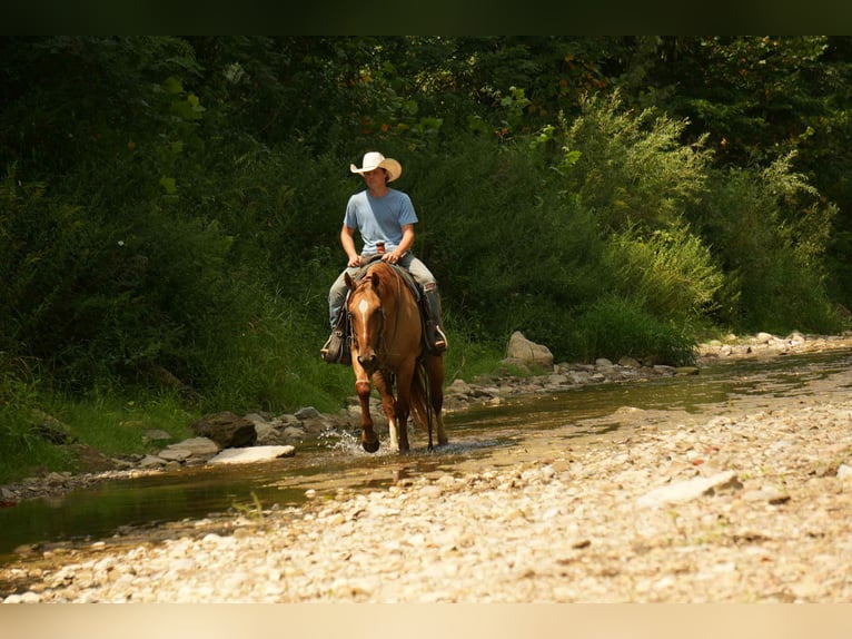 Quarter horse américain Hongre 7 Ans 157 cm Isabelle in Fresno