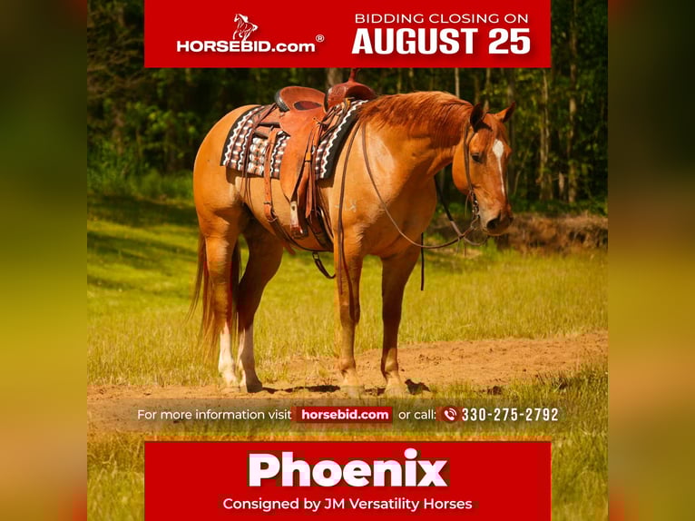 Quarter horse américain Hongre 7 Ans 157 cm Isabelle in Fresno