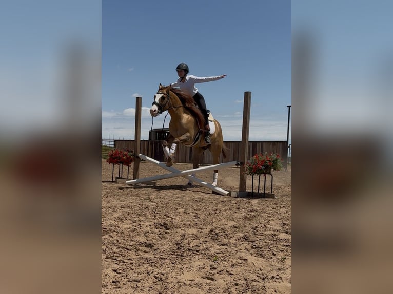 Quarter horse américain Hongre 7 Ans 157 cm Isabelle in Edmond