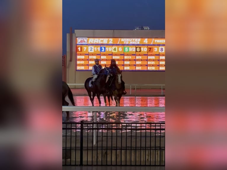 Quarter horse américain Hongre 7 Ans 157 cm Isabelle in Edmond