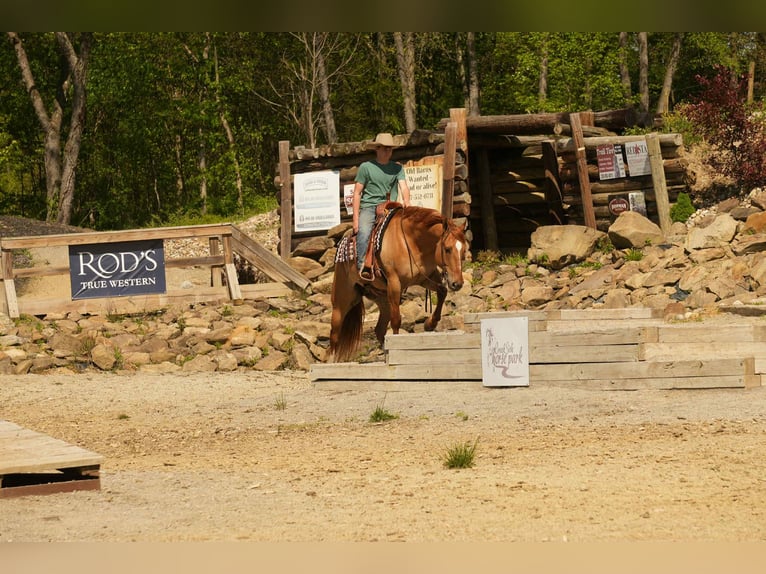 Quarter horse américain Hongre 7 Ans 157 cm Isabelle in Fresno
