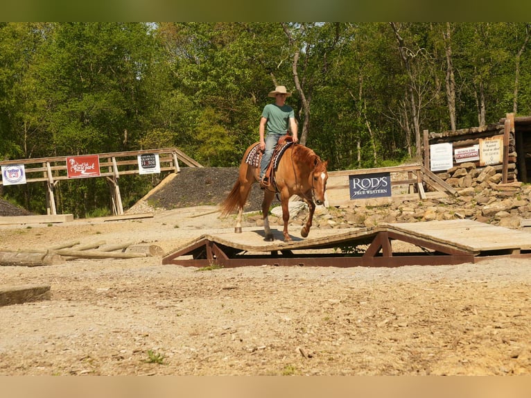 Quarter horse américain Hongre 7 Ans 157 cm Isabelle in Fresno