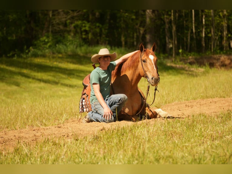 Quarter horse américain Hongre 7 Ans 157 cm Isabelle in Fresno