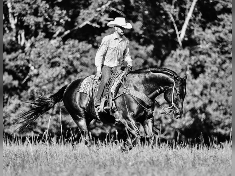 Quarter horse américain Hongre 7 Ans 157 cm Noir in Lyles, TN