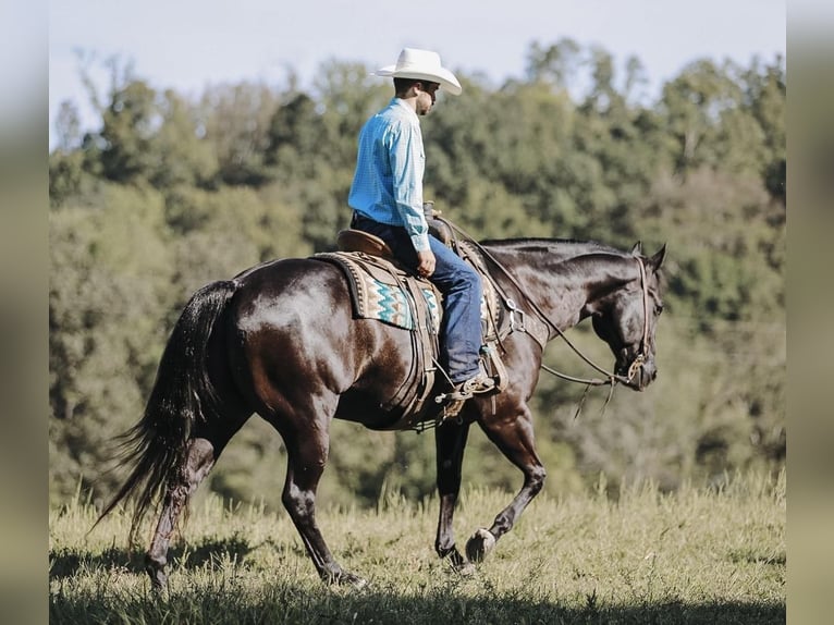 Quarter horse américain Hongre 7 Ans 157 cm Noir in Lyles, TN