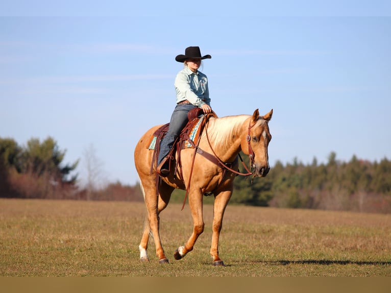 Quarter horse américain Hongre 7 Ans 157 cm Palomino in Clarion