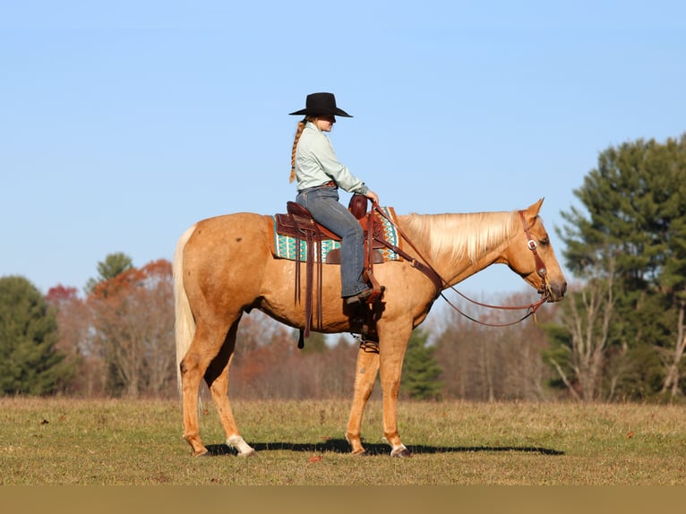 Quarter horse américain Hongre 7 Ans 157 cm Palomino in Clarion