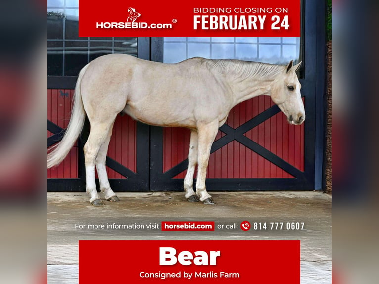 Quarter horse américain Hongre 7 Ans 157 cm Palomino in Rebersburg, PA