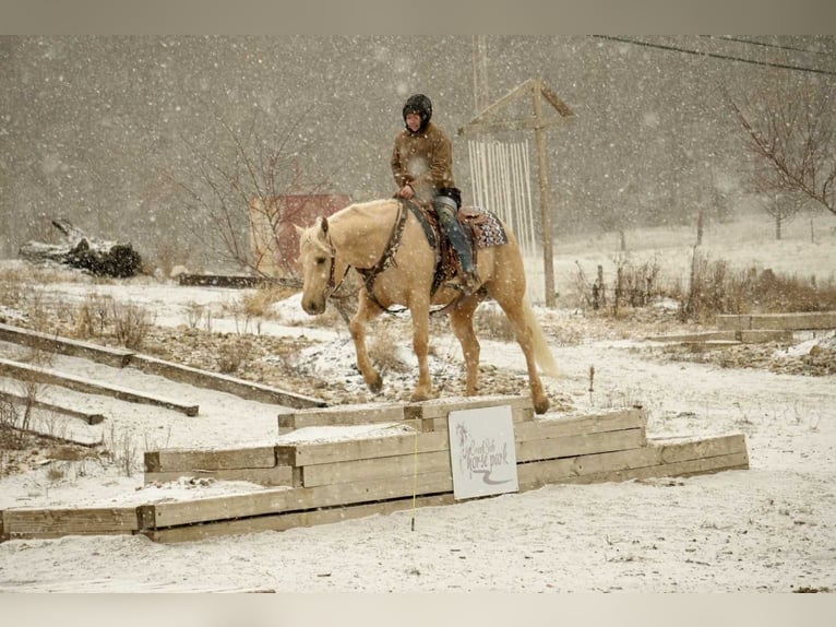 Quarter horse américain Hongre 7 Ans 157 cm Palomino in Fresno