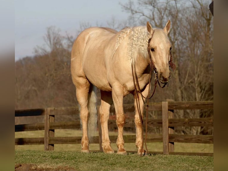 Quarter horse américain Hongre 7 Ans 157 cm Palomino in Fresno