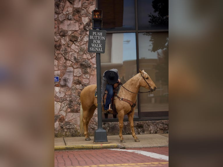 Quarter horse américain Hongre 7 Ans 157 cm Palomino in Rusk TX