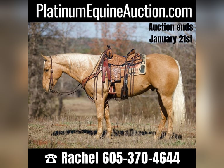 Quarter horse américain Hongre 7 Ans 157 cm Palomino in Rusk TX