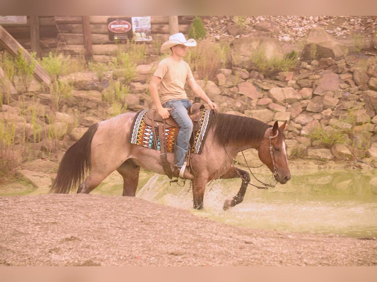 Quarter horse américain Hongre 7 Ans 157 cm Roan-Bay in Fresno, OH