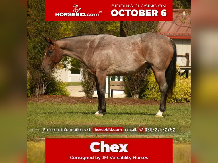 Quarter horse américain Hongre 7 Ans 157 cm Roan-Bay in Fresno, OH