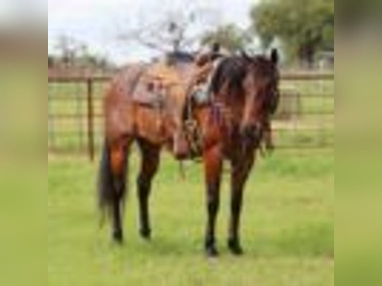 Quarter horse américain Hongre 7 Ans 157 cm Roan-Bay in Lipan TX