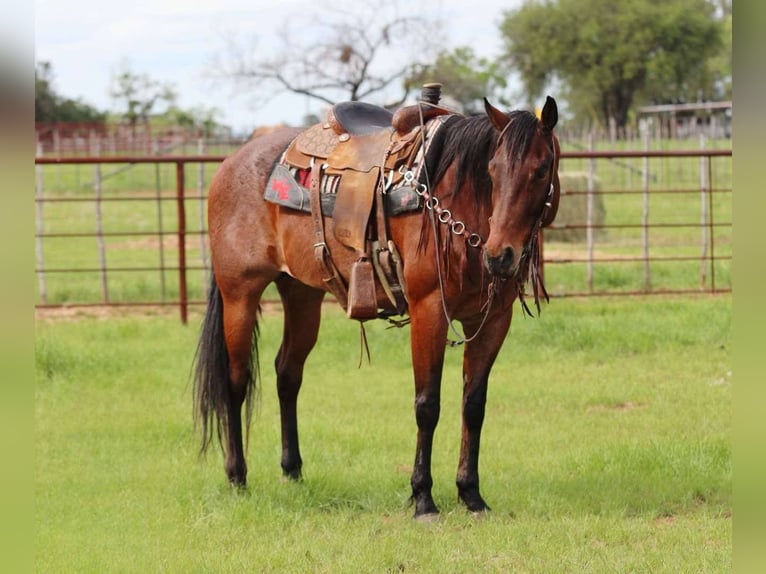 Quarter horse américain Hongre 7 Ans 157 cm Roan-Bay in Lipan TX