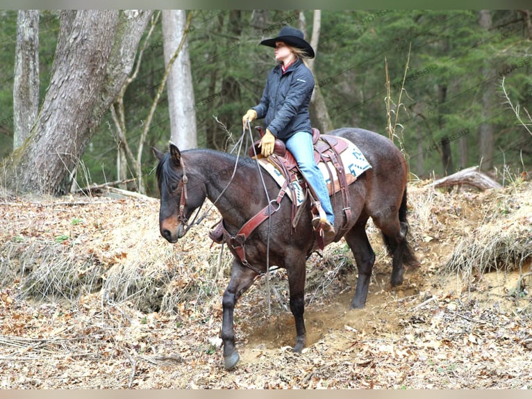 Quarter horse américain Hongre 7 Ans 157 cm Rouan Bleu in Clarion
