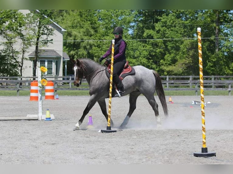 Quarter horse américain Hongre 7 Ans 157 cm Rouan Rouge in Canyon TX