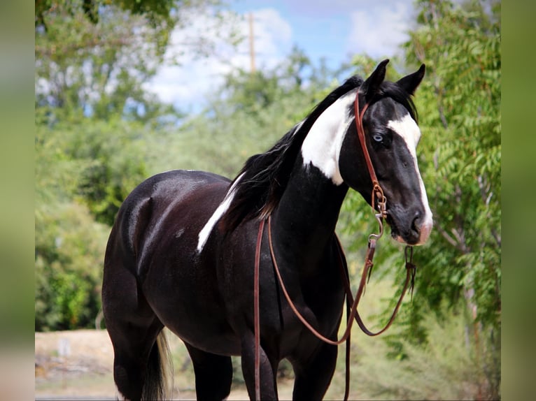 Quarter horse américain Hongre 7 Ans 157 cm Tobiano-toutes couleurs in Camp Verde AZ