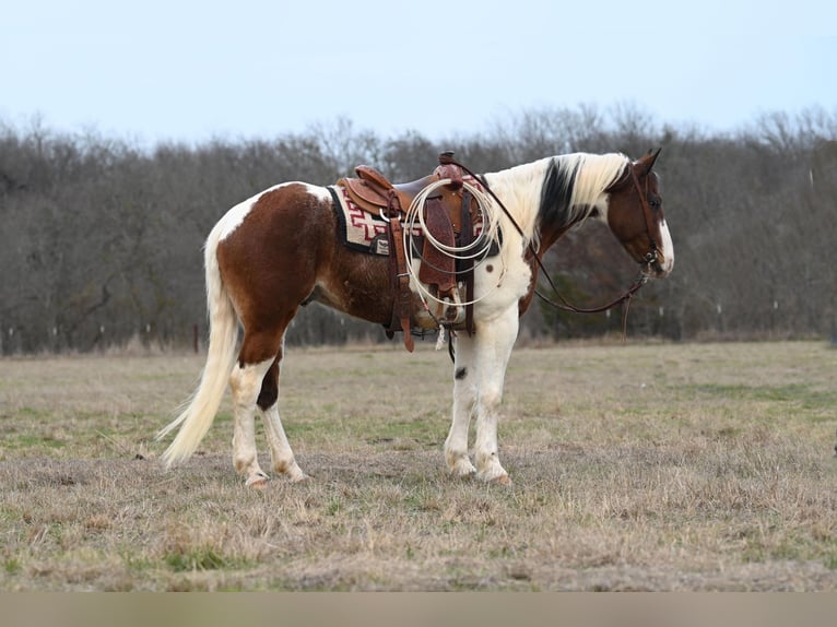 Quarter horse américain Hongre 7 Ans 157 cm Tobiano-toutes couleurs in Waco TX