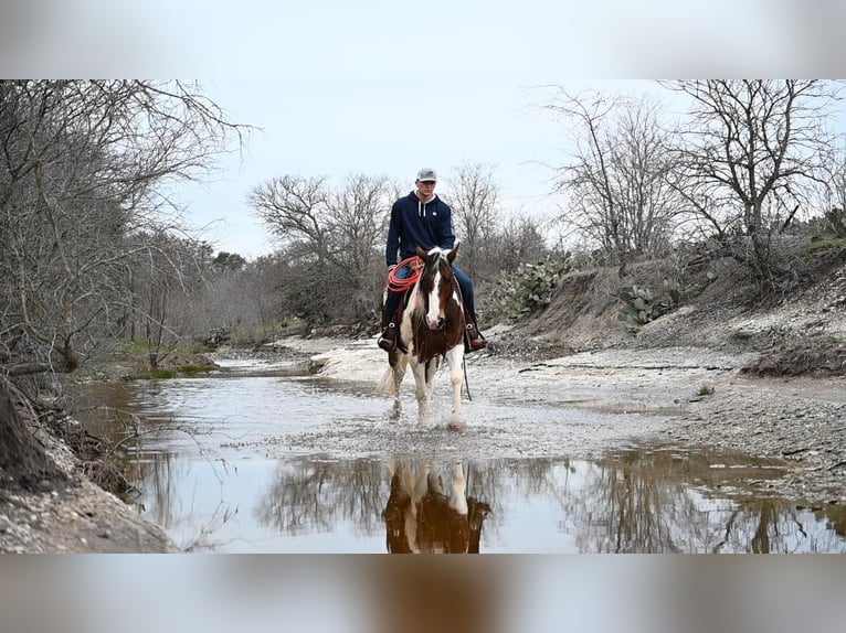 Quarter horse américain Hongre 7 Ans 157 cm Tobiano-toutes couleurs in Waco TX