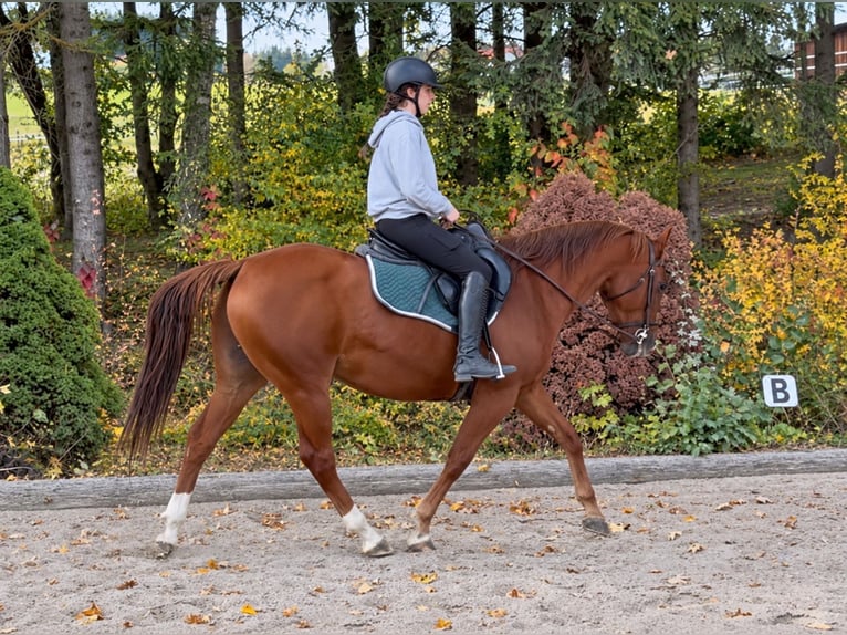 Quarter horse américain Hongre 7 Ans 158 cm Alezan in Davidschlag