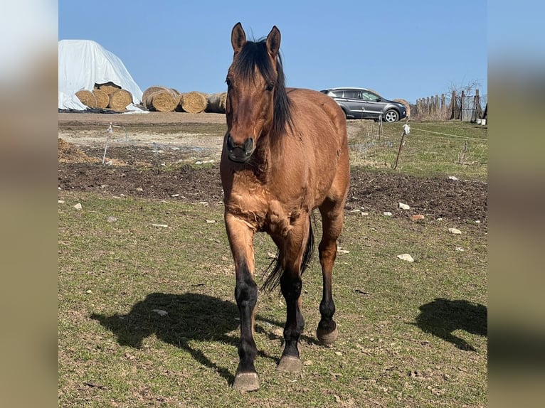 Quarter horse américain Croisé Hongre 7 Ans 158 cm Bai in Kaltohmfeld