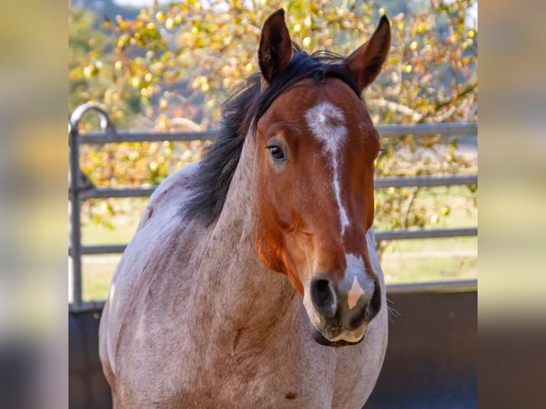 Quarter horse américain Hongre 7 Ans 158 cm Roan-Bay in Osterholz-Scharmbeck