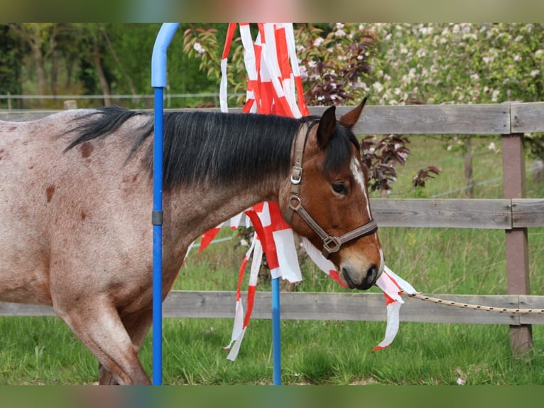 Quarter horse américain Hongre 7 Ans 158 cm Roan-Bay in Osterholz-Scharmbeck