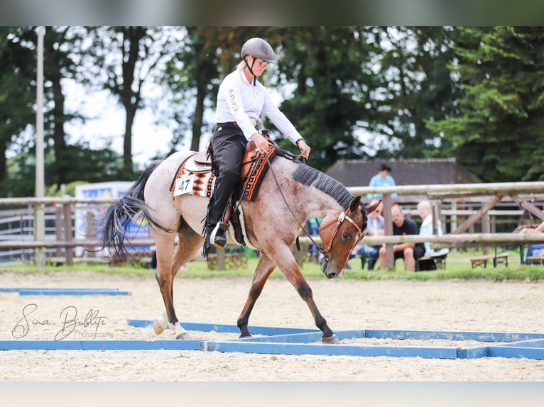 Quarter horse américain Hongre 7 Ans 158 cm Roan-Bay in Osterholz-Scharmbeck