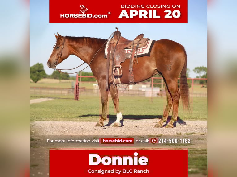 Quarter horse américain Hongre 7 Ans 160 cm Alezan cuivré in Grand Saline