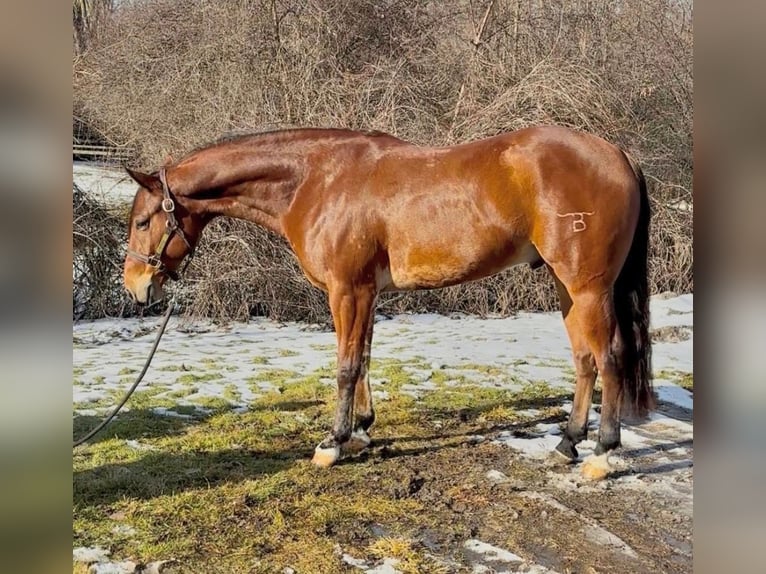 Quarter horse américain Hongre 7 Ans 160 cm Bai cerise in Saginaw