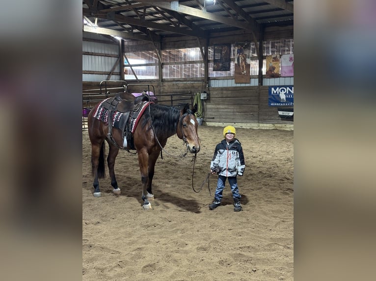 Quarter horse américain Hongre 7 Ans 160 cm Bai cerise in Saginaw