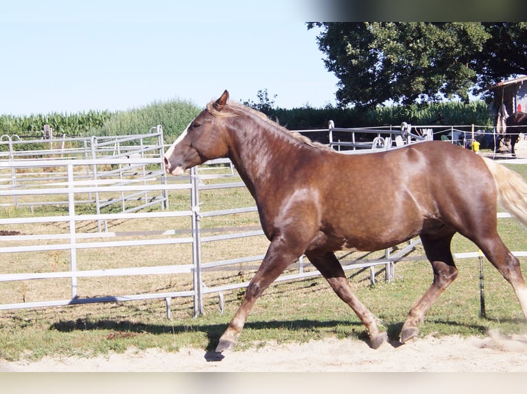 Quarter horse américain Croisé Hongre 7 Ans 160 cm Buckskin in Altomünster